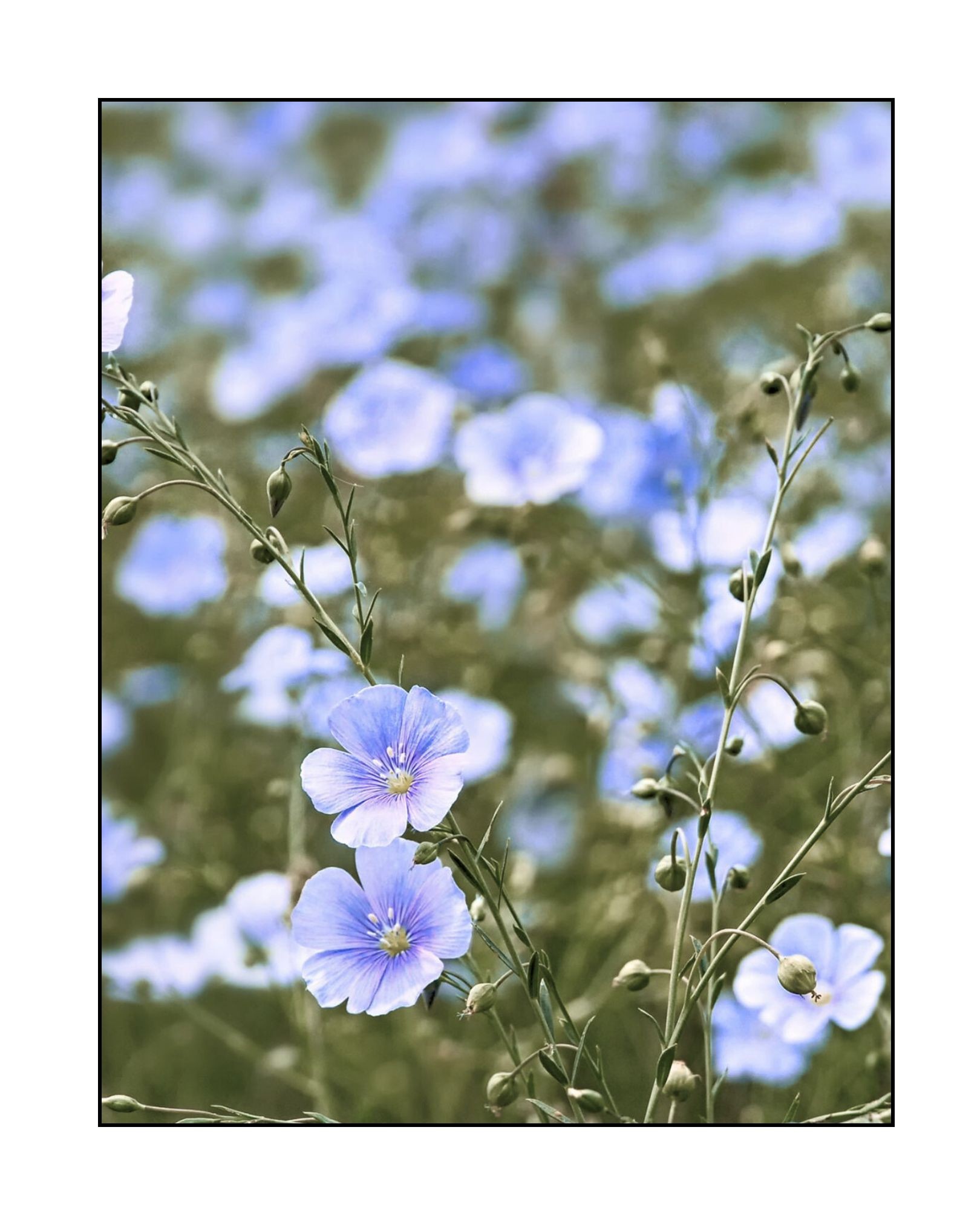 Toile de lin pour peindre : Pourquoi est-ce le meilleur support ?